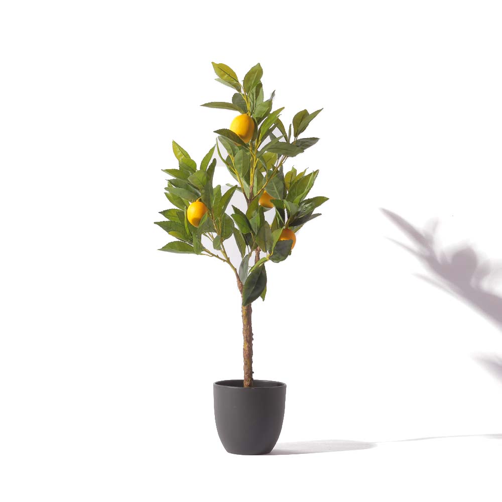 Flourish Lemon Tree