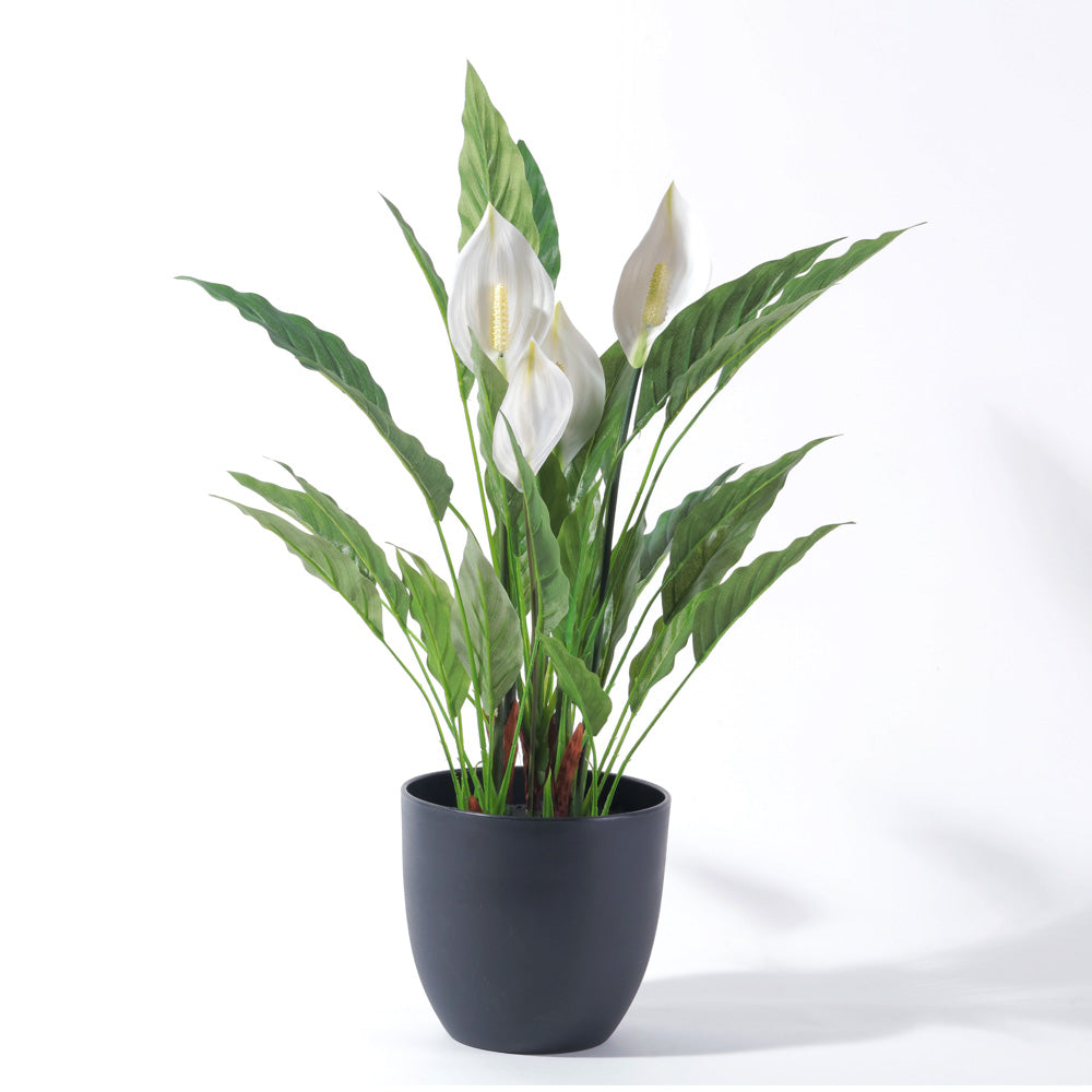 Flourish Potted Spathiphyllum (7585807368433)