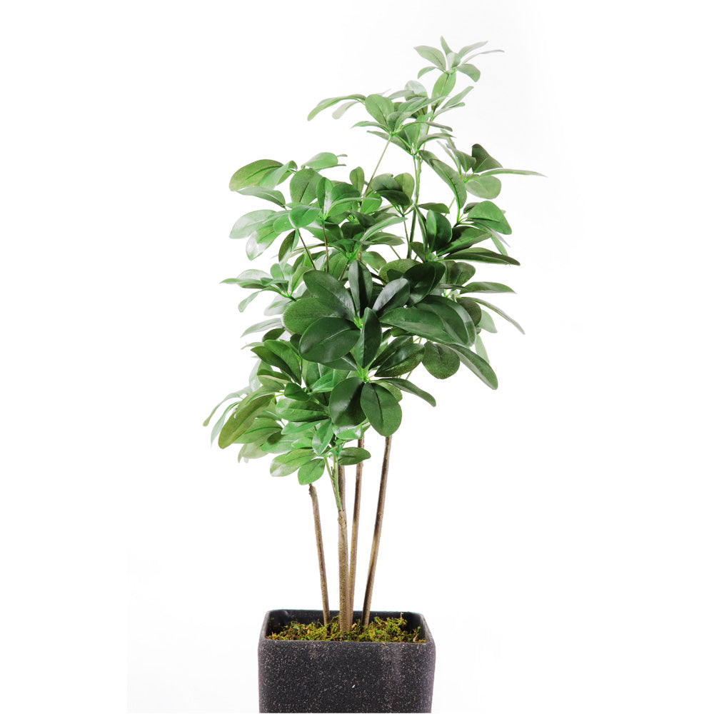 Flourish Schefflera (7585807728881)