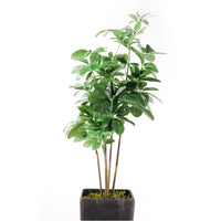 Flourish Schefflera (7585807728881)