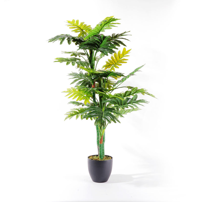 Flourish Split-Leaf Philodendron (7585807761649)