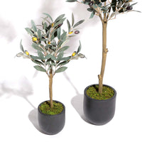 Flourish Olive tree with pot (7628731744497)